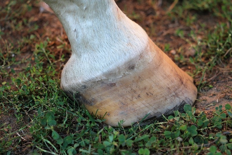 a white horse's hoof