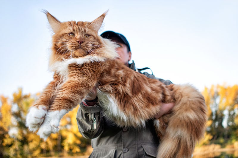 a woman holding in arms a huge maine coon cat in the forest