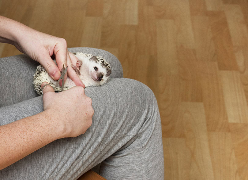 a woman trimming hedgehog's nails