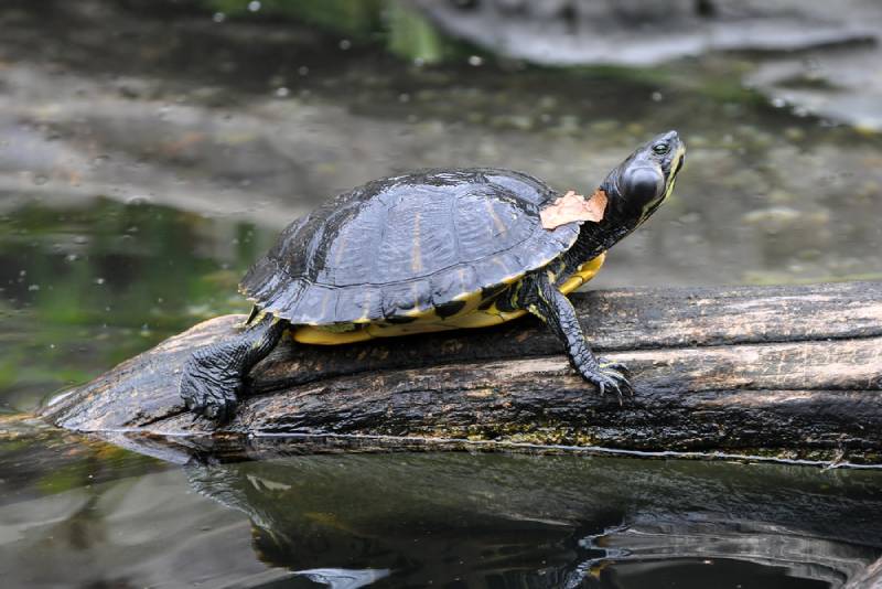 a yellow bellied slider turtle basking on a log