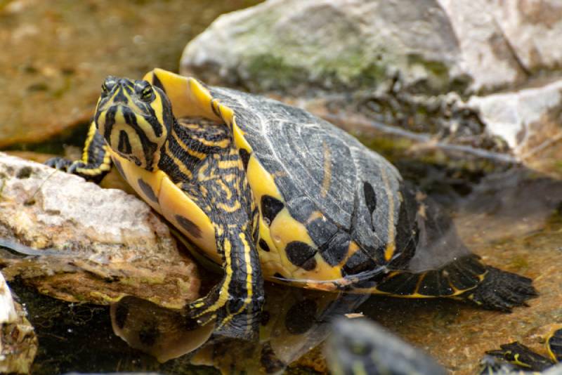 a yellow bellied slider turtle in the pond