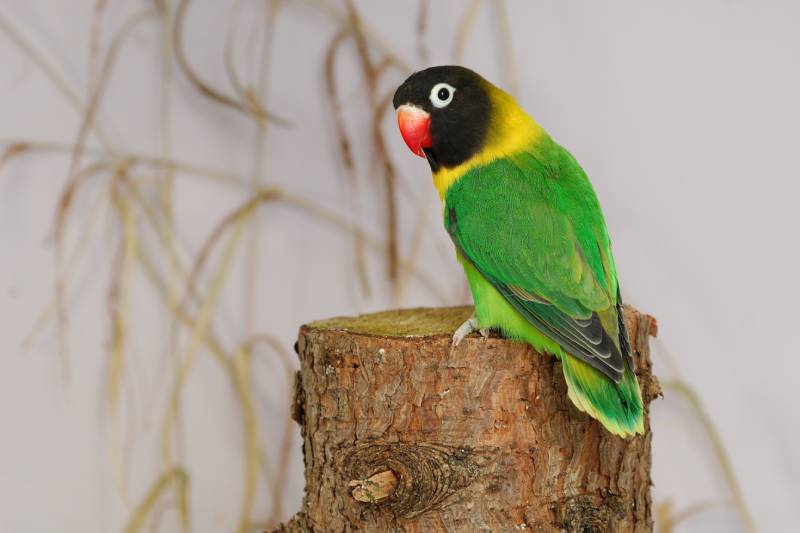 a yellow collared lovebird perched on a log