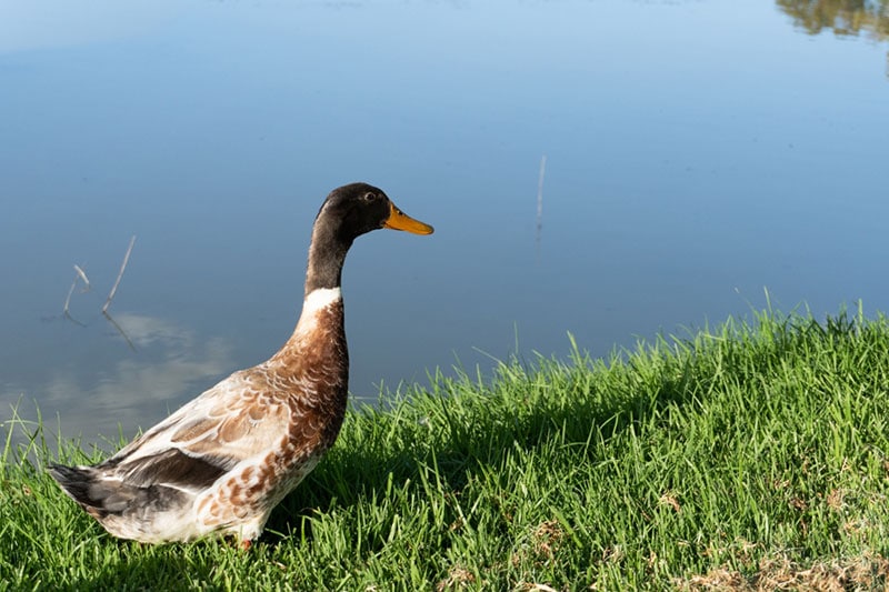 abacot ranger duck on the river bank