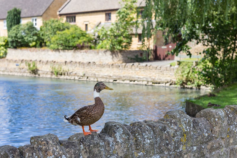 abacot ranger duck standing on rock
