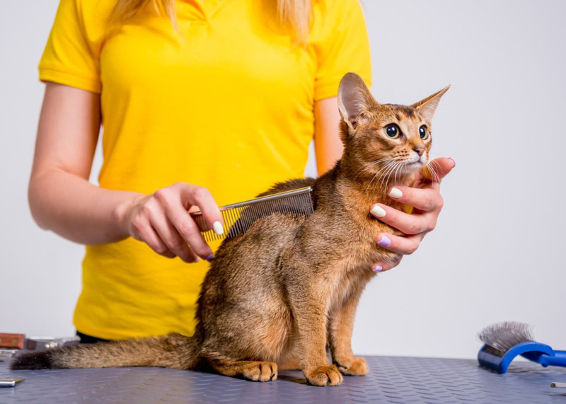 abyssinian cat grooming