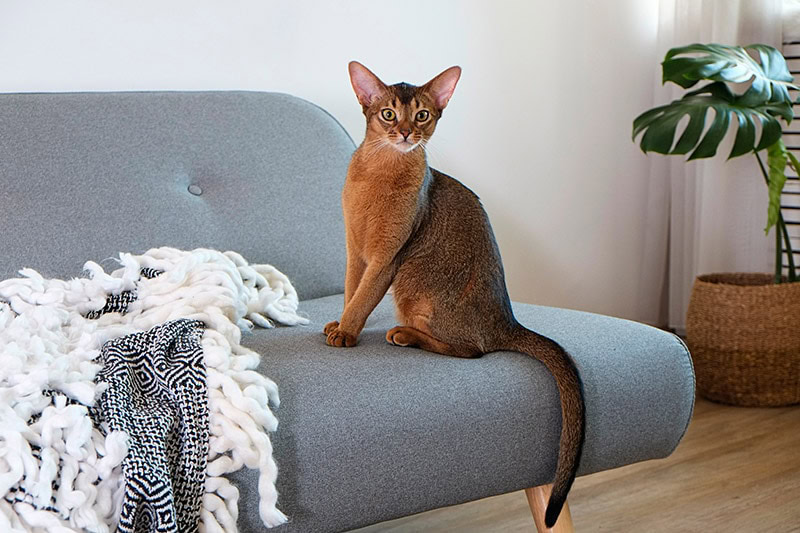 Abyssinian cat sitting on the sofa