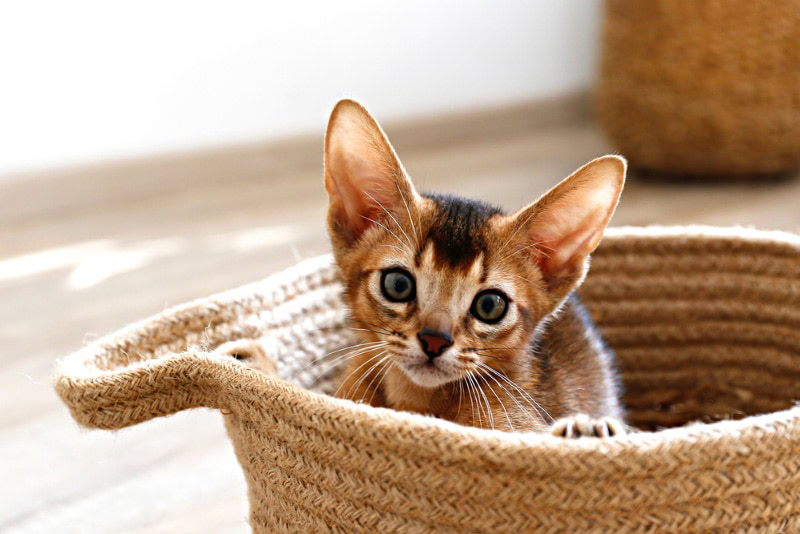 abyssinian kitten sitting in the basket