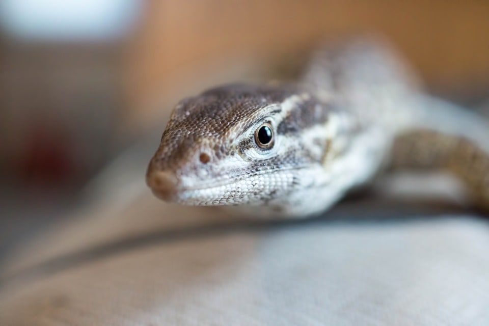 ackie monitor close up