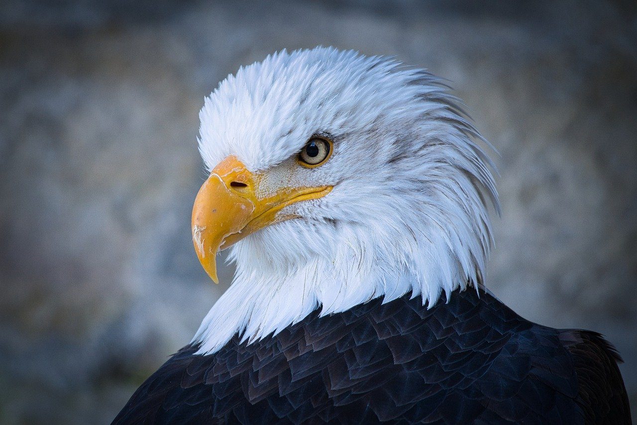 bald eagle
