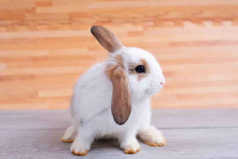adorable holland lop rabbit on gray table with brown wood pattern as background