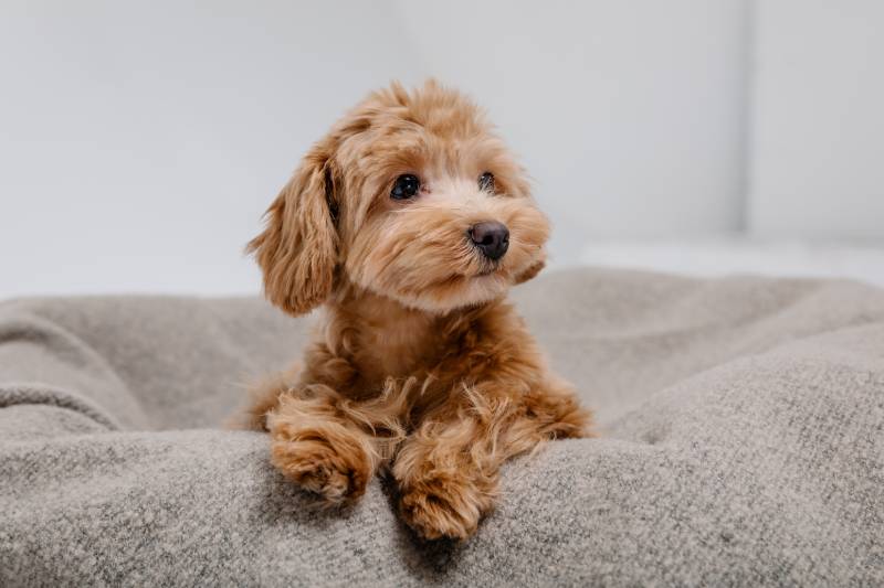 adorable maltipoo dog lying on dog bed