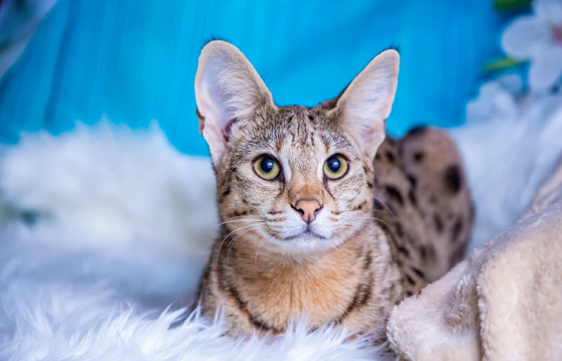 adult F1 Savannah cat