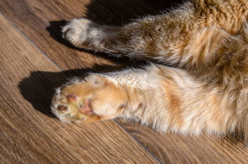 adult cat with swollen paw because of the snake bite