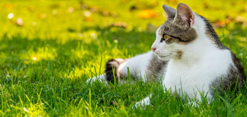 adult cat with white-tabby fur lying in the garden on grass