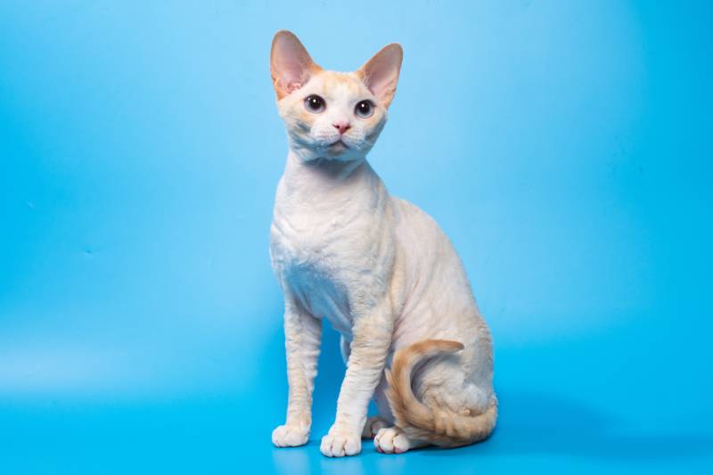 adult cream point devon rex cat
