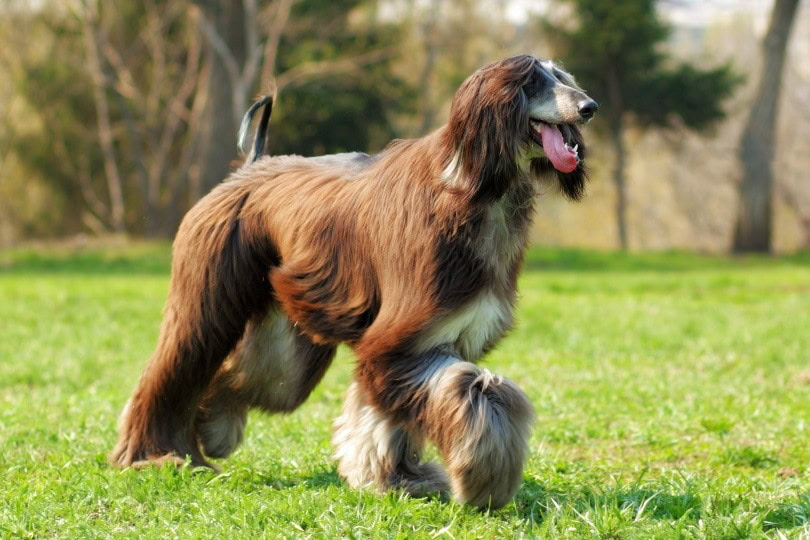 afghan hound_Anna Goroshnikova_Shutterstock