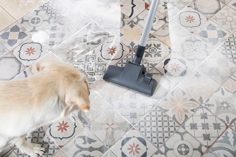 afraid dog barks at the vacuum cleaner