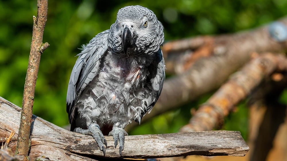 African Grey Parrot plucking