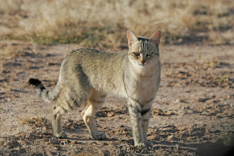 african wildcat