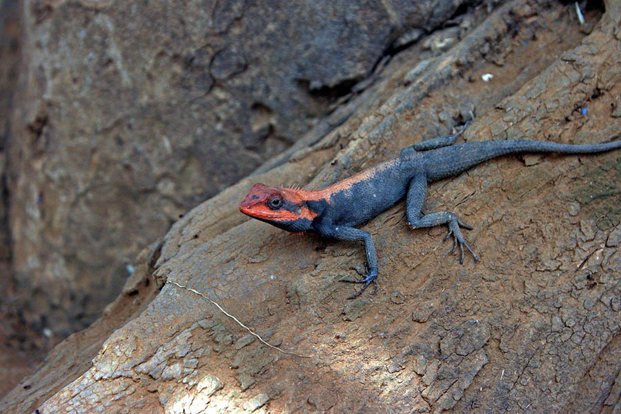 agama in the tree bark