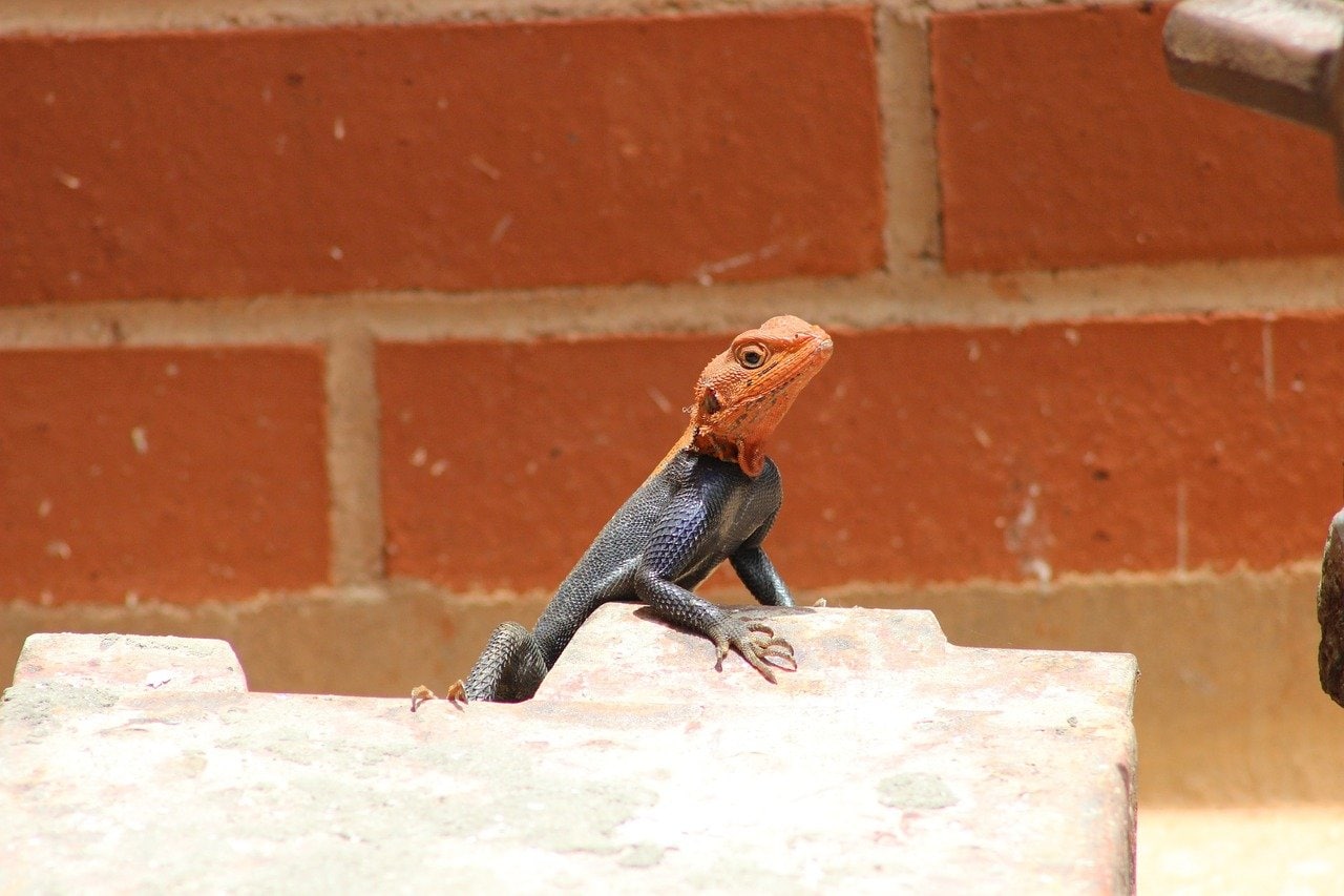 agama inside enclosure