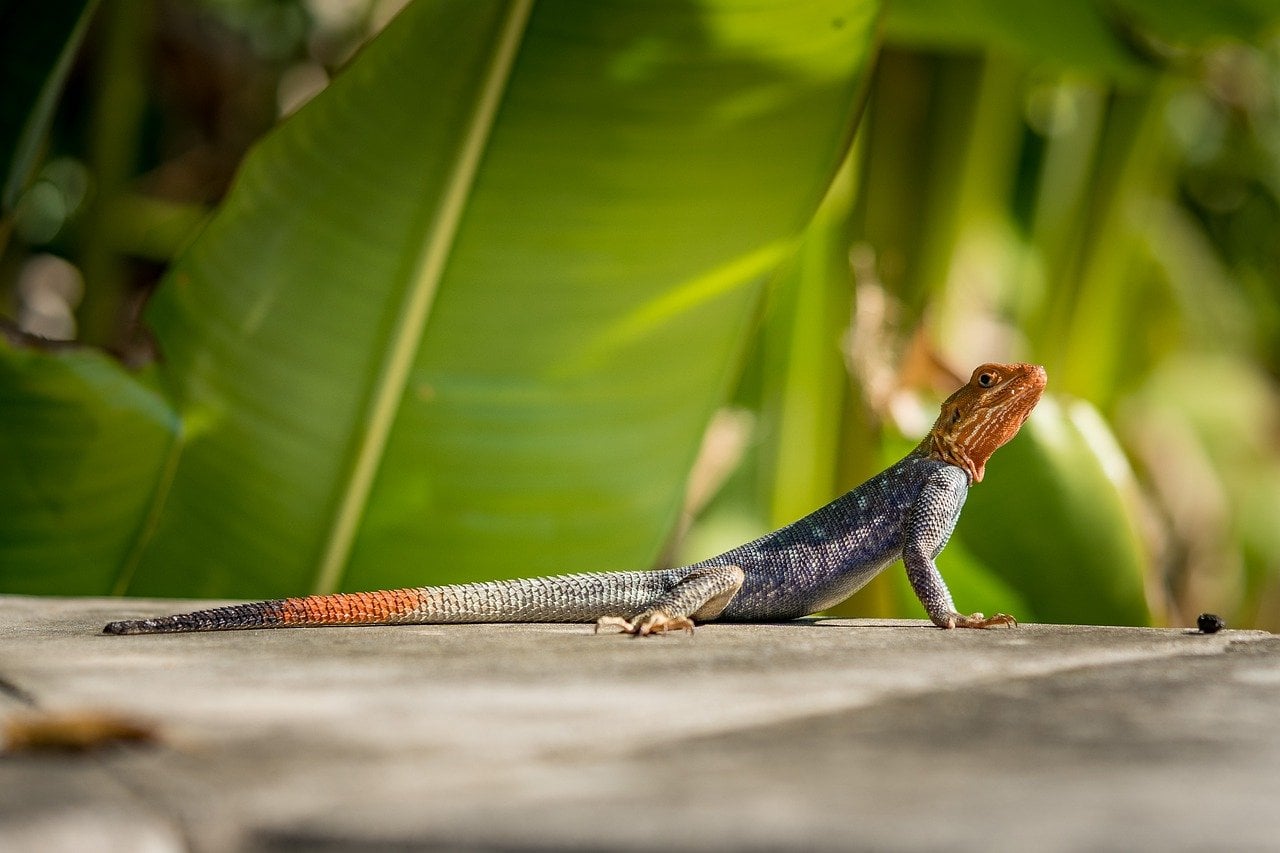 agama lizard