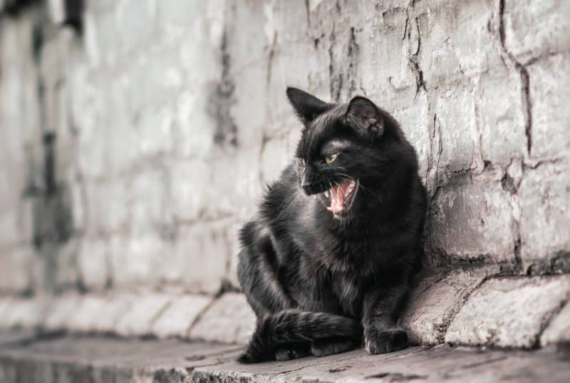aggressive angry street black cat sits near an old brick house