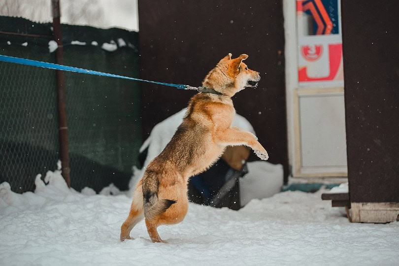 aggressive dog pulling leash