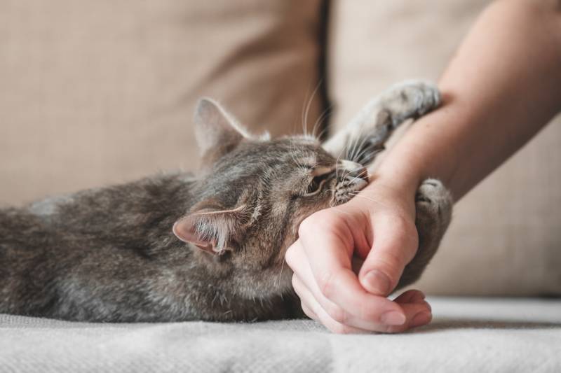 aggressive gray cat biting the owner’s hand
