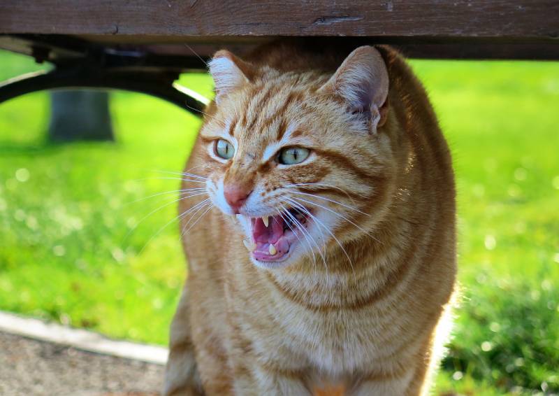 aggressive orange cat at the park