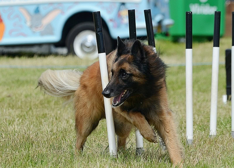 agility training