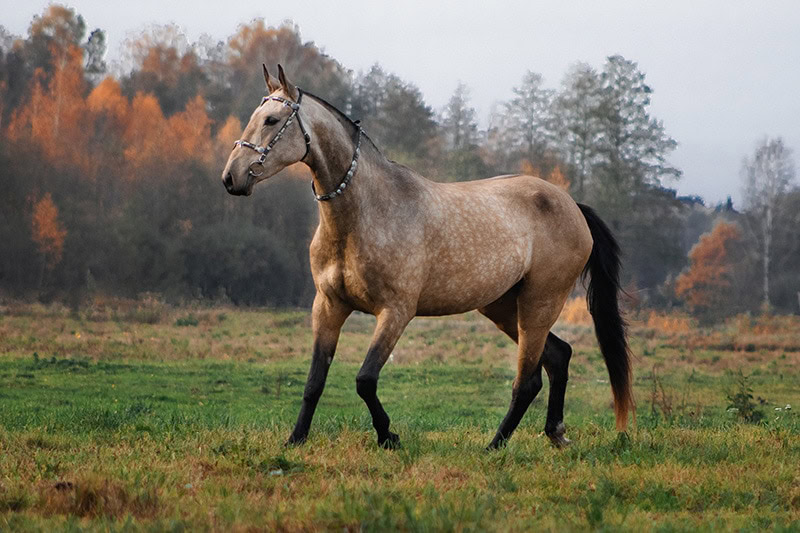 Akhal Teke buckskin horse in the field