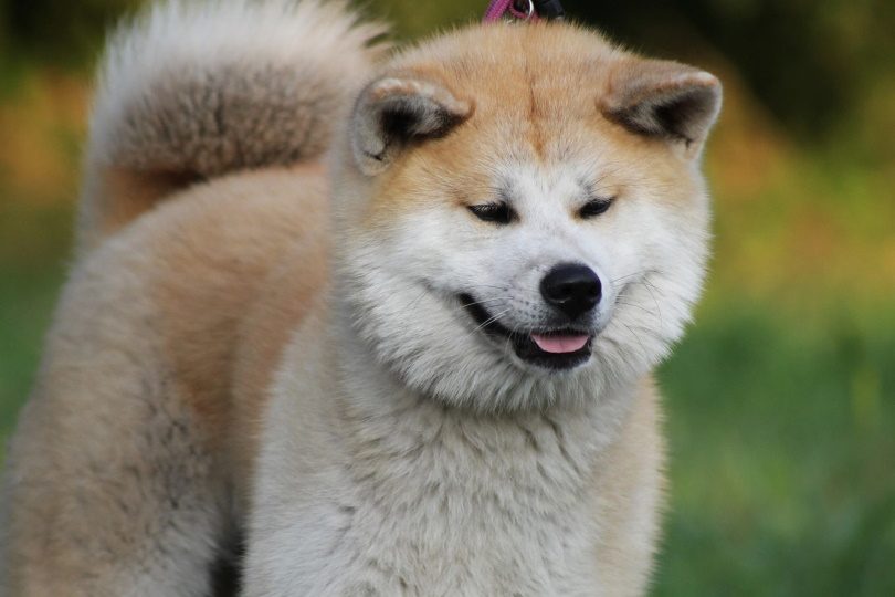 akita inu_uadrienn_Pixabay
