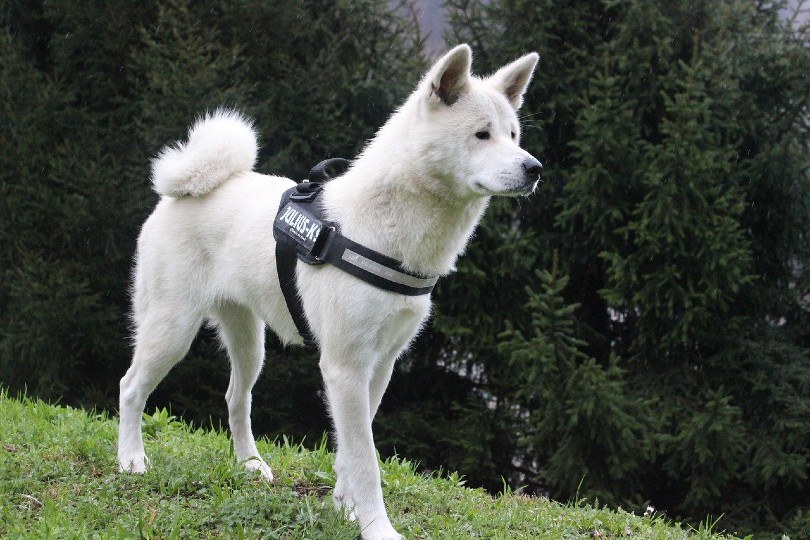 akita standing on the grass