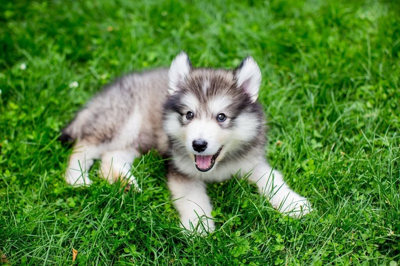 alaskan malamute puppy