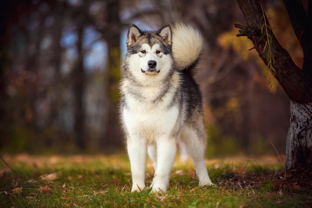 alaskan malamute_Tatyana Kuznetsova, Shutterstock