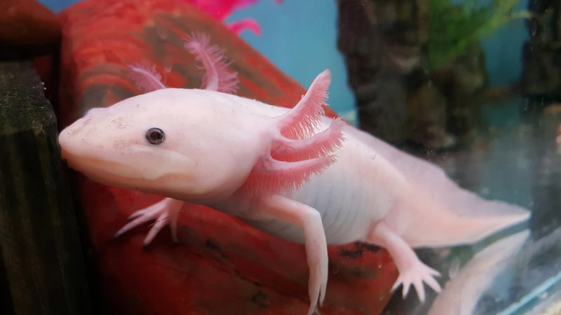 albino axolotl