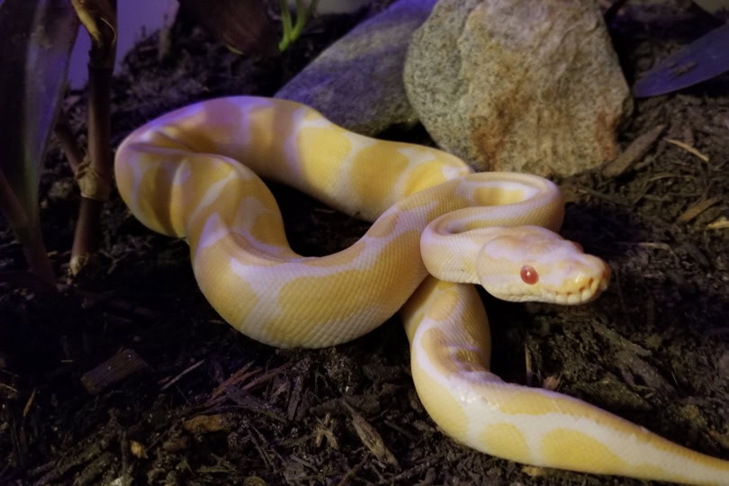 albino ball python