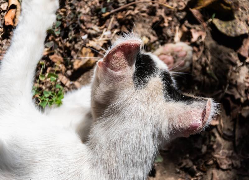 albino cat with sunburn on the ears