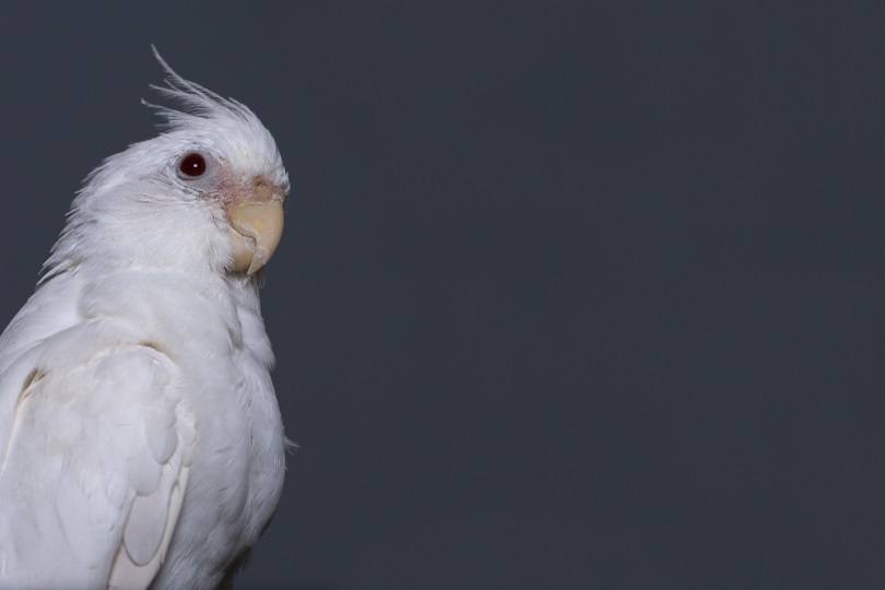 albino cockatiel perching on a wooden pole_Gary_Ellis_Photography_shutterstock