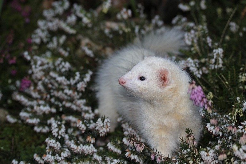 albino ferret