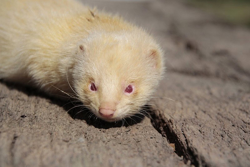 albino ferret