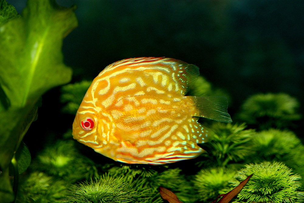albino gold discus fish