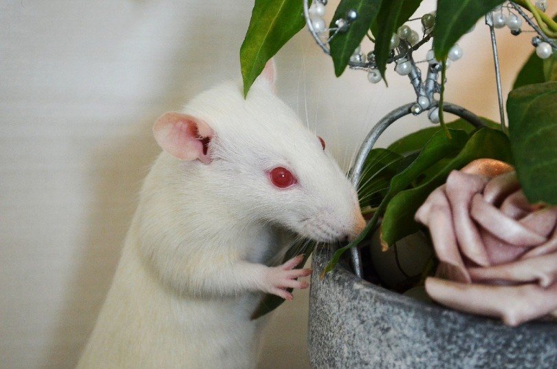albino rat sniffing the plant