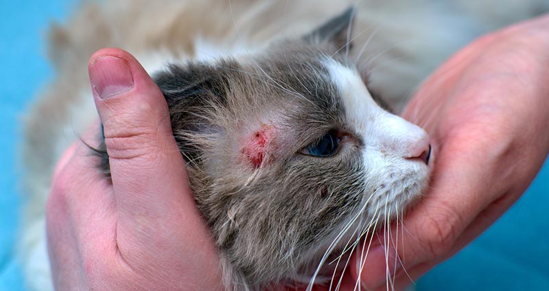 allergic skin disease in a domestic cat