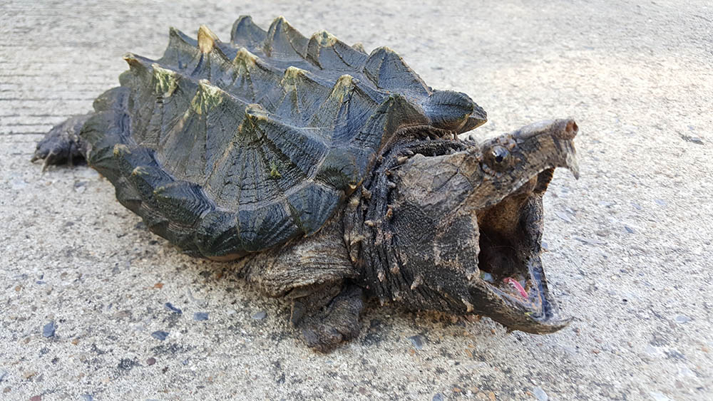 alligator-snapping-turtle