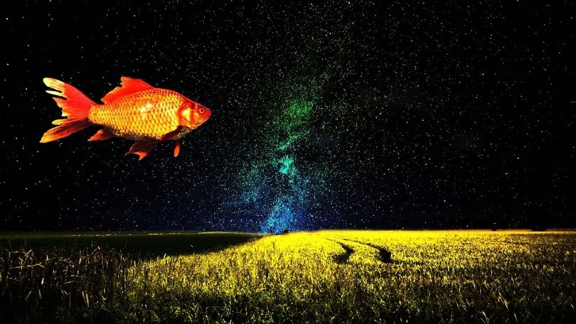 alone goldfish