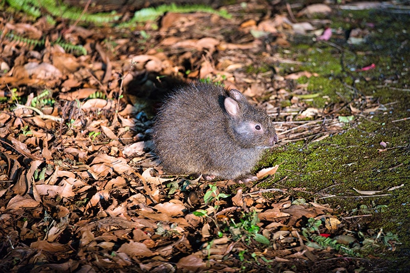 amami rabbit on the ground