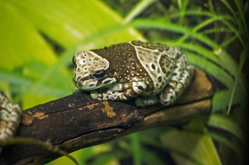 amazon milk frog_Gleb Korovko_Pixabay