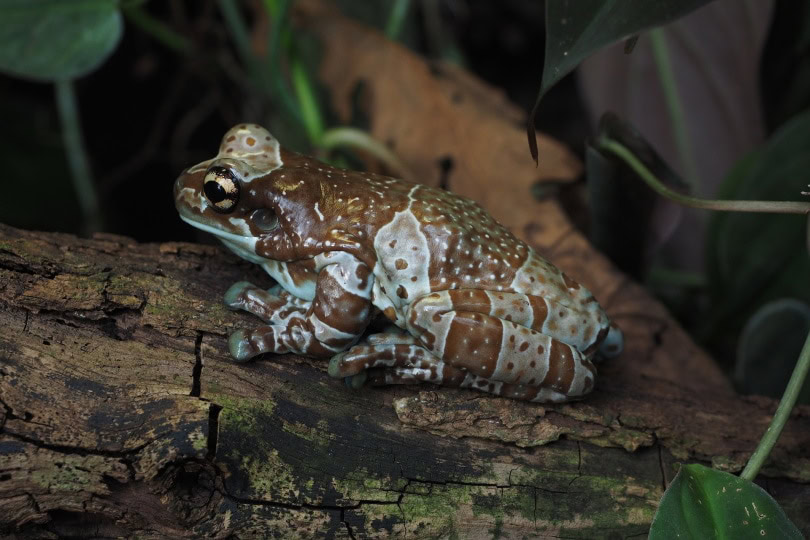 amazon milk frog_Hans Braxmeier_Pixabay